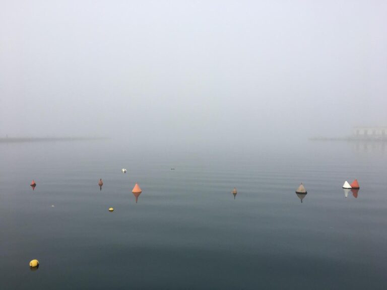 Le boe galleggiano nella nebbia
